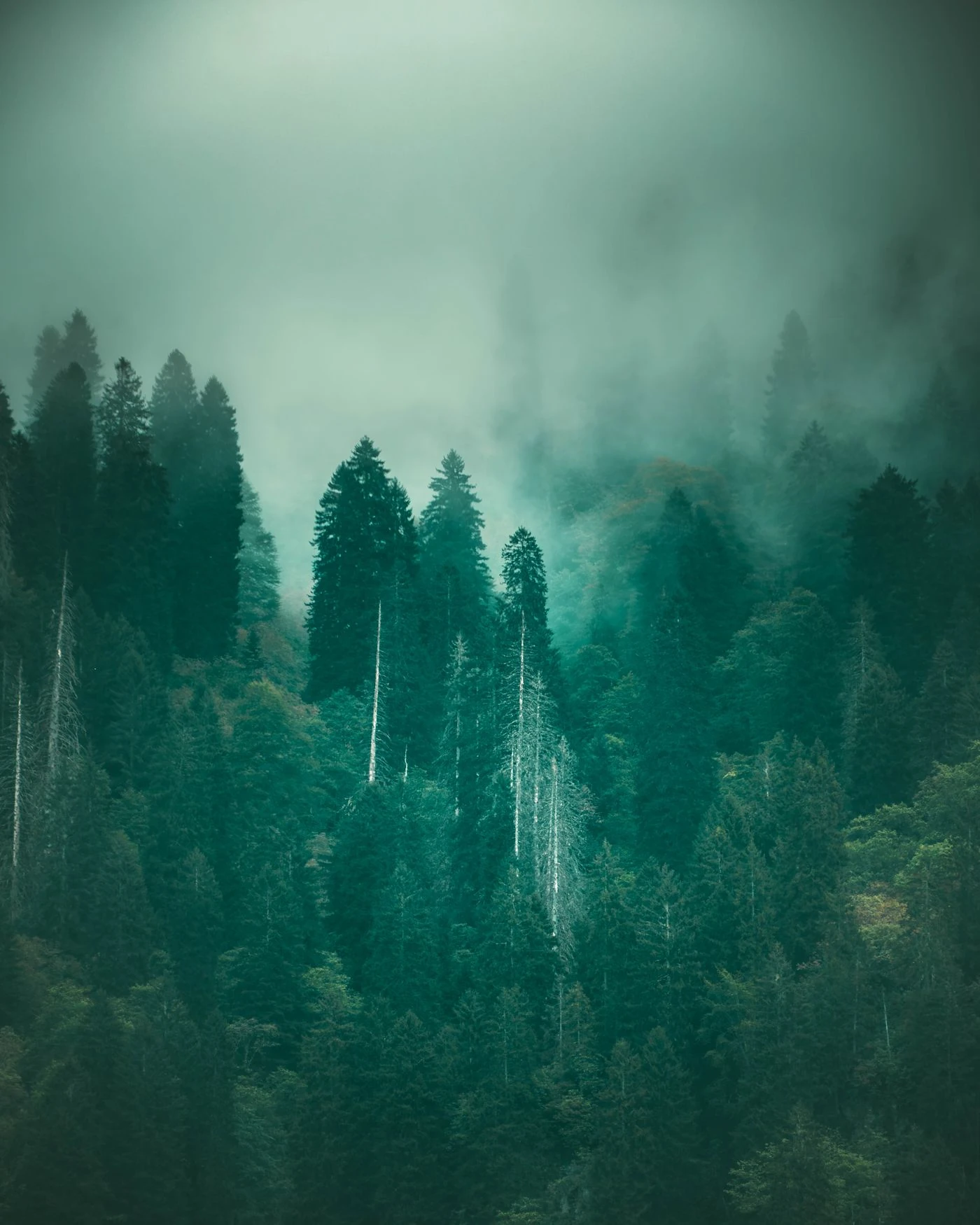 Misty forest canopy — thematic stock photo, not a scene from the series